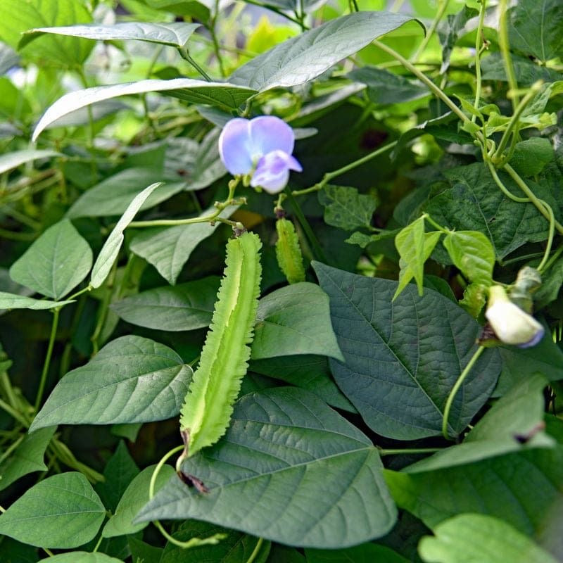Winged Beans Short Seeds