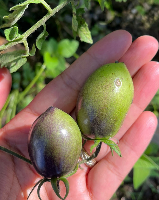 Tomato Painter’s Plum Seeds
