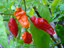 Chilli Bhut Julakia (King Chilli) Seeds