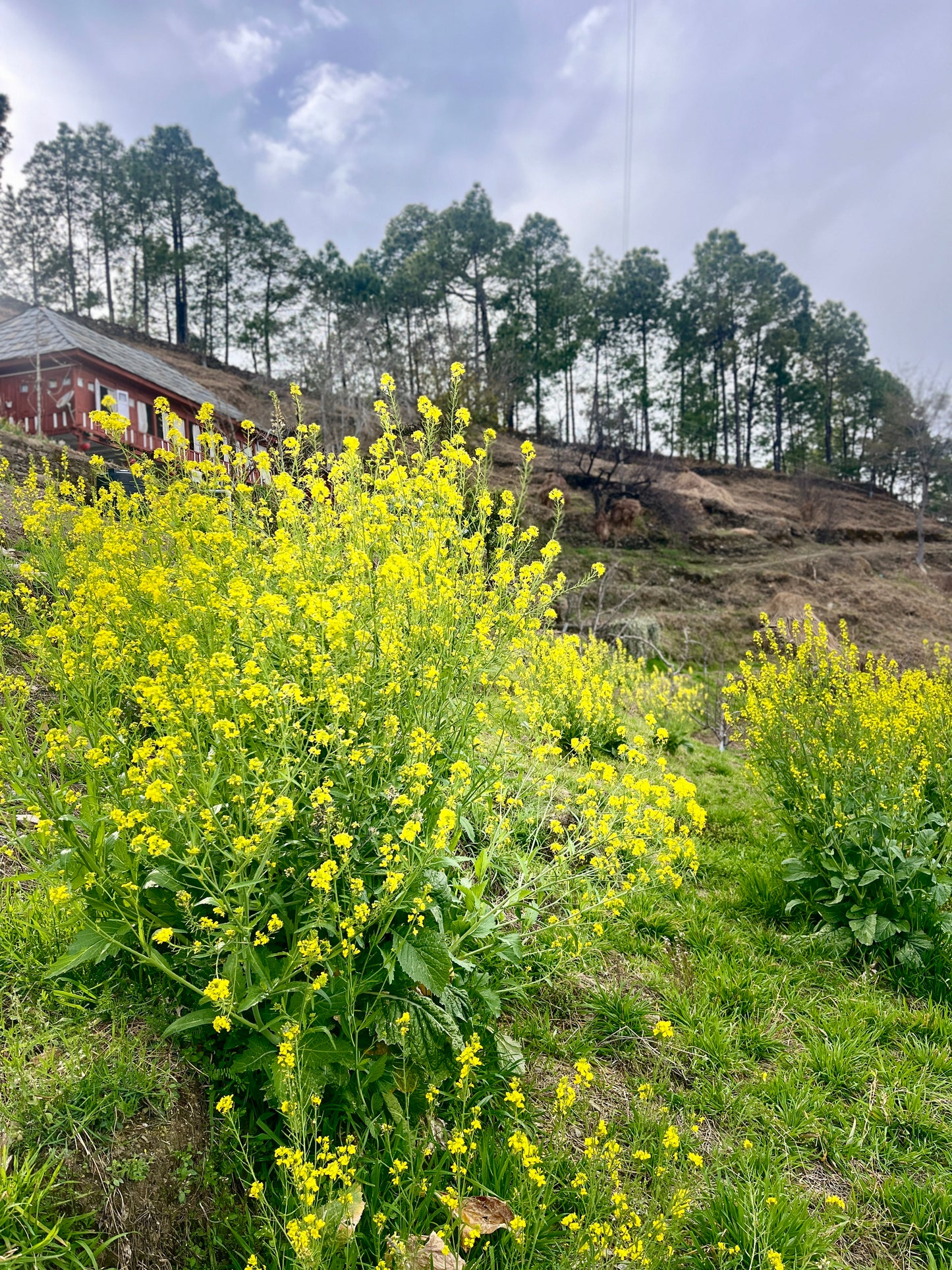 Giant Leaf Mustard (Nepal) Seeds