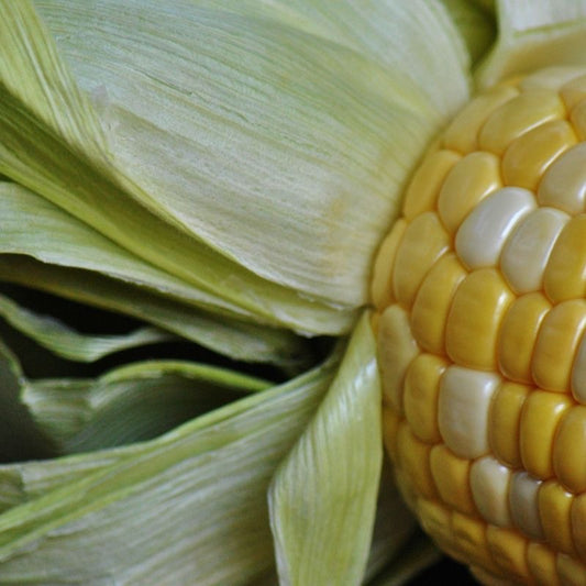Sweetcorn Seeds
