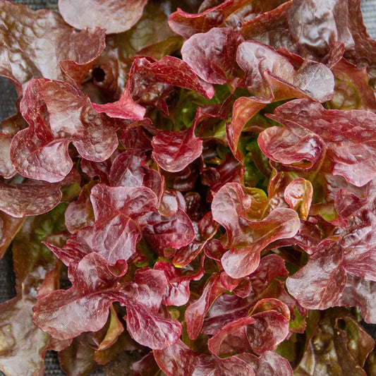 Lettuce Imphal Pesha Seeds