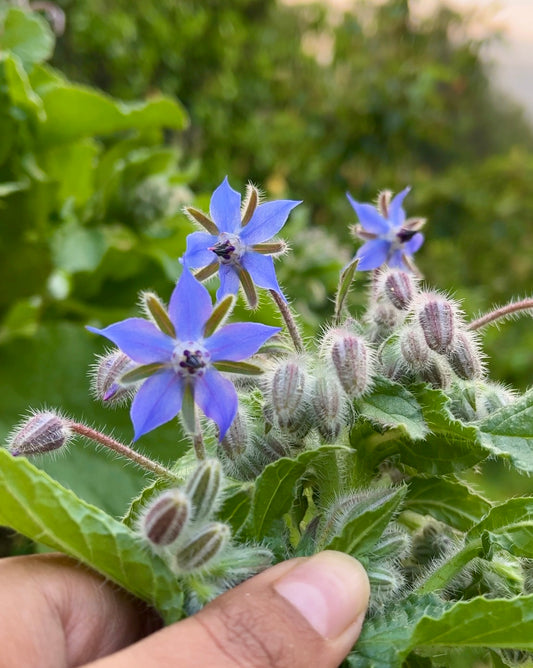 Borage (Purple) Seeds