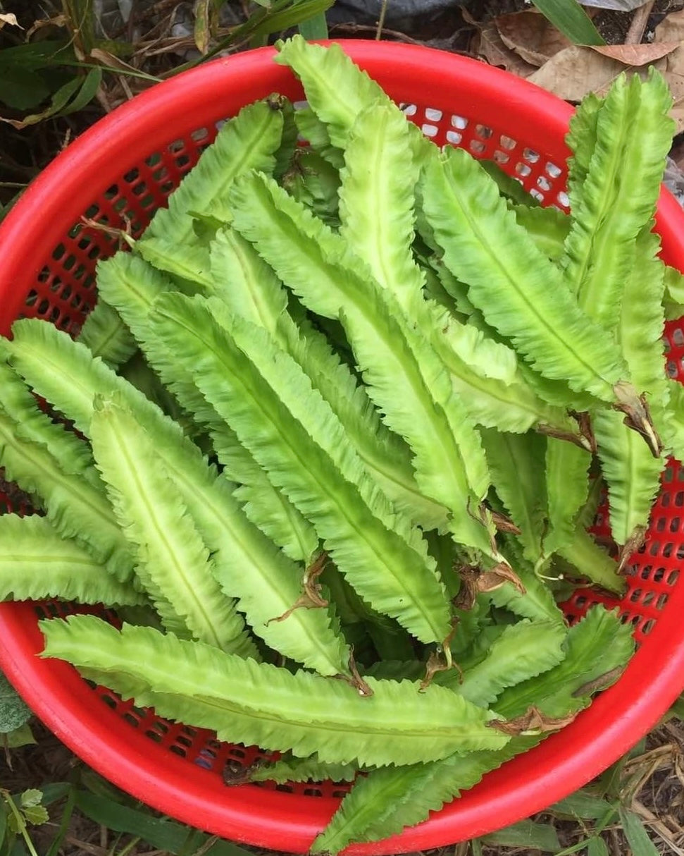 Winged Beans Short Seeds
