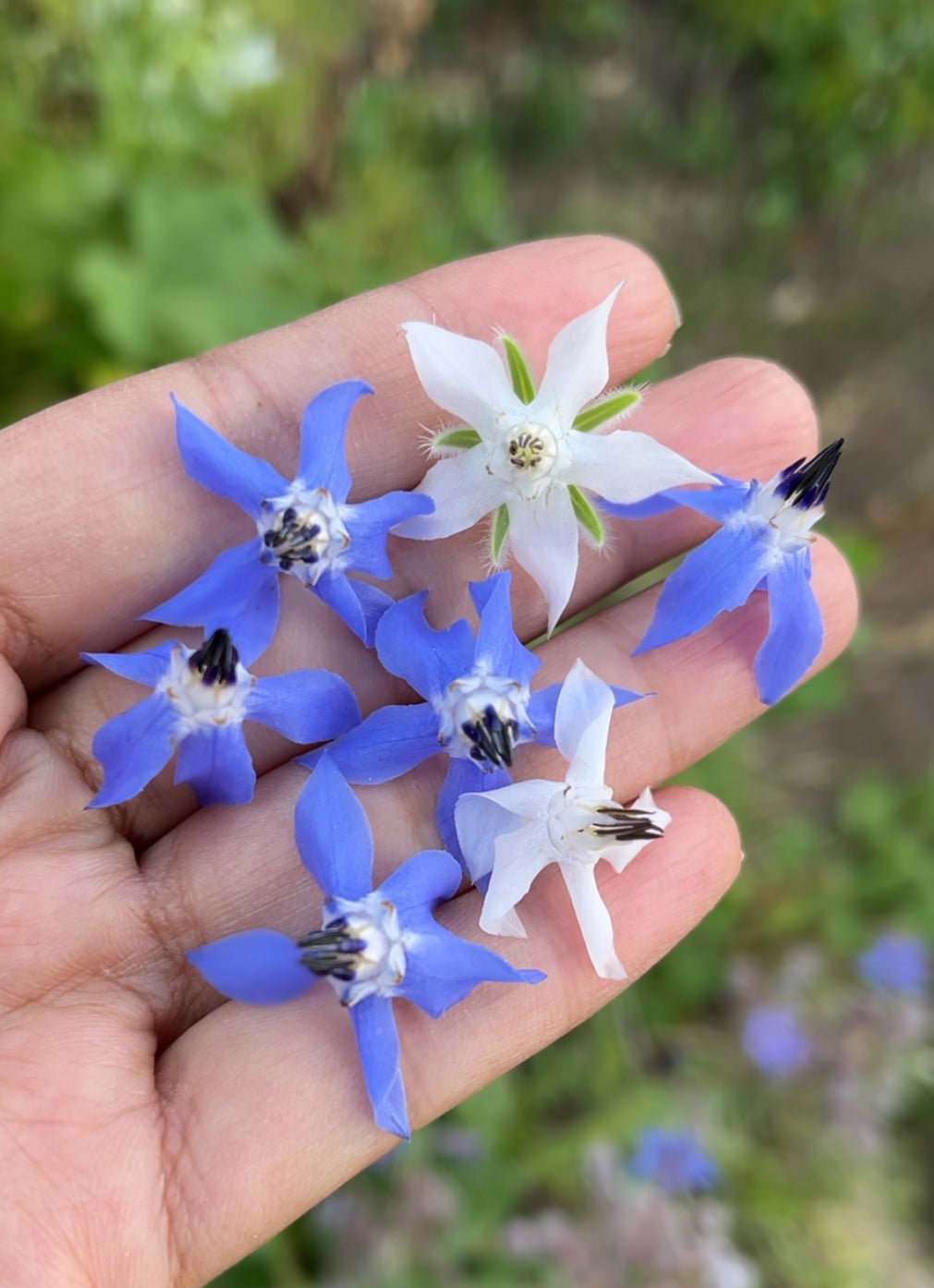 Borage (Purple) Seeds