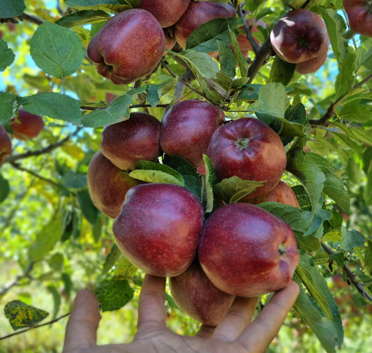 Kinnaur Royal Delicious Apples