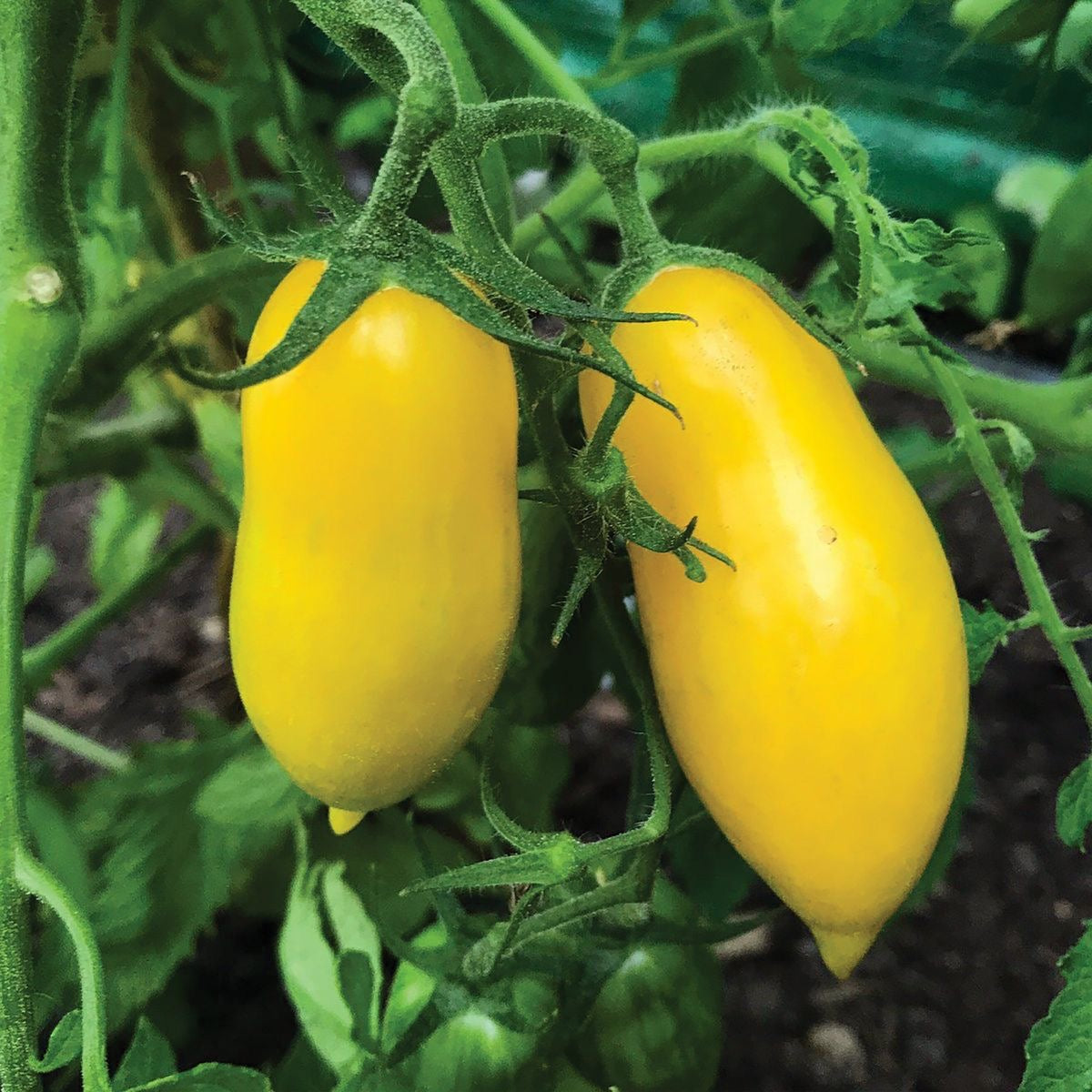 Tomato Heritage Banana Seeds