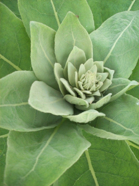 Mullein Herb Seeds