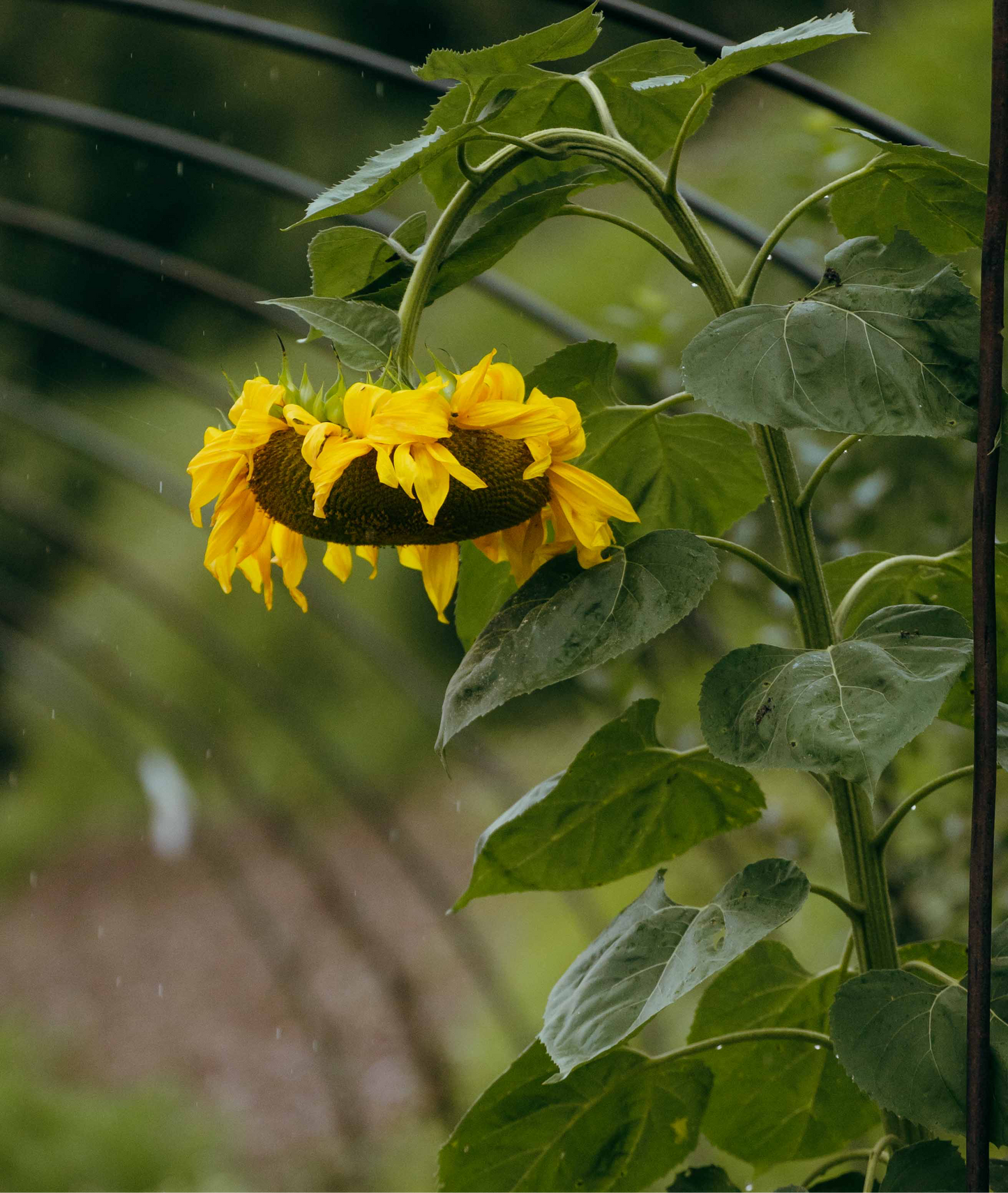 Giant Sunflower Seeds