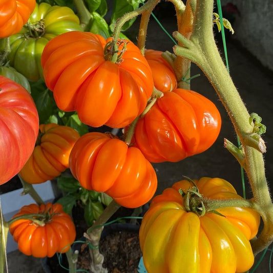 Tomato Sunfire Togo Seeds