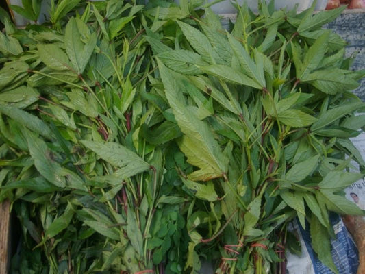 Rosella Red (Gongura) Seeds