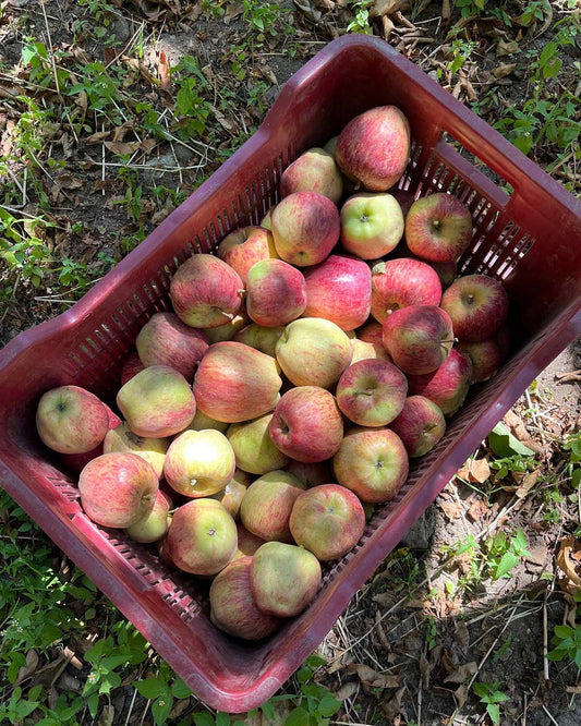 Kinnaur Red Delicious Apples