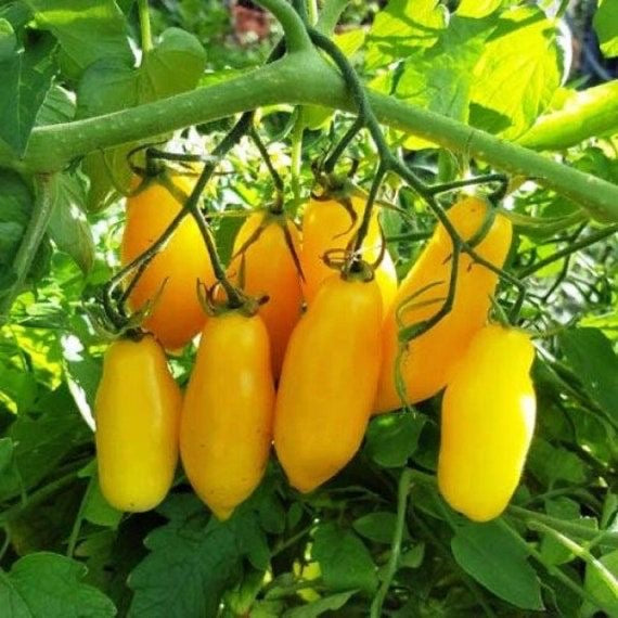 Tomato Heritage Banana Seeds