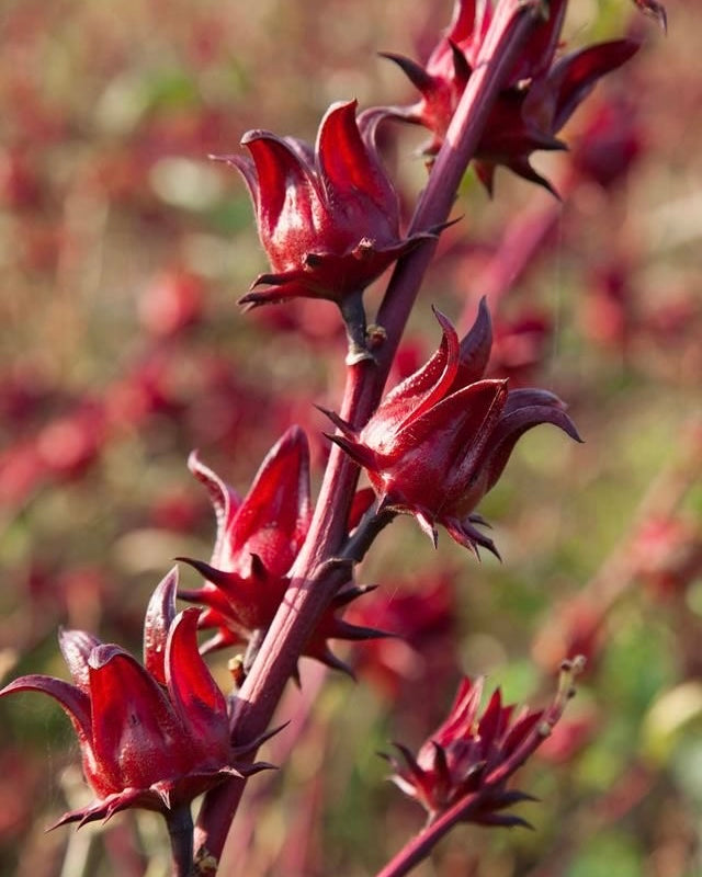 Rosella Red (Gongura) Seeds