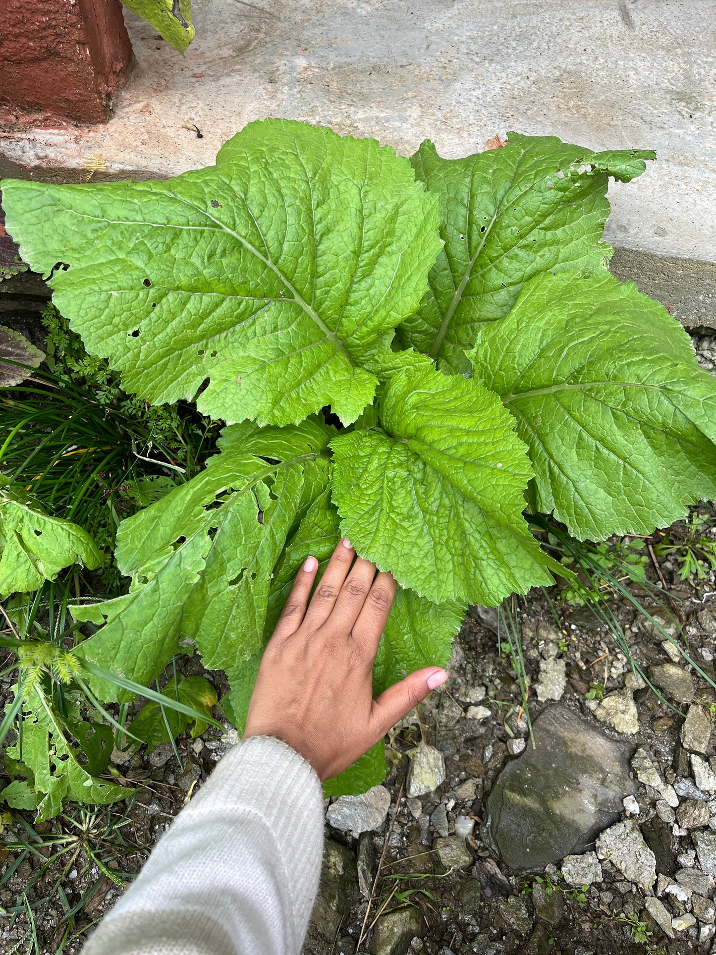 Giant Leaf Mustard (Nepal) Seeds