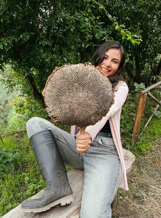 Giant Sunflower Seeds