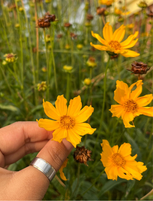 Lance-Leaved Coreopsis - Wildflower Seeds