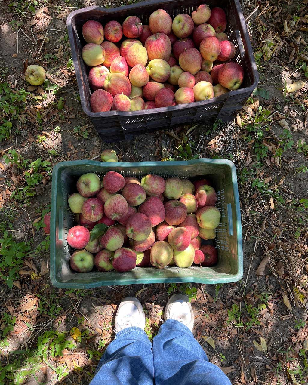 Kinnaur Red Delicious Apples