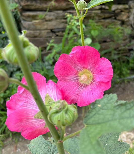 Hollyhock Dark Pink