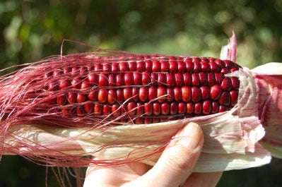 Red Corn (Maize) Seeds