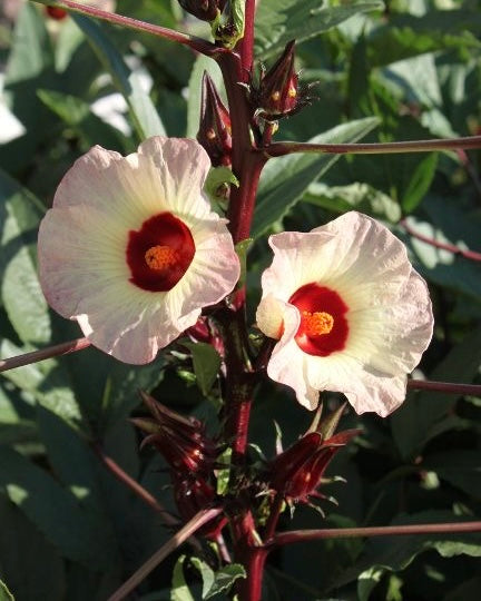 Rosella Red (Gongura) Seeds