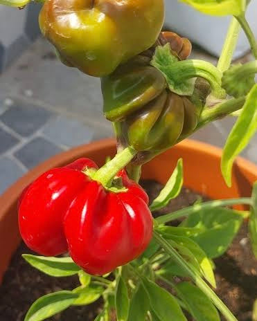 Capsicum Davanagere Dodda Seeds