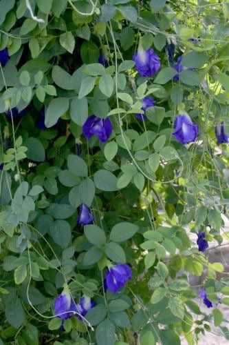 Blue Pea (Aprajita) Flower Seeds