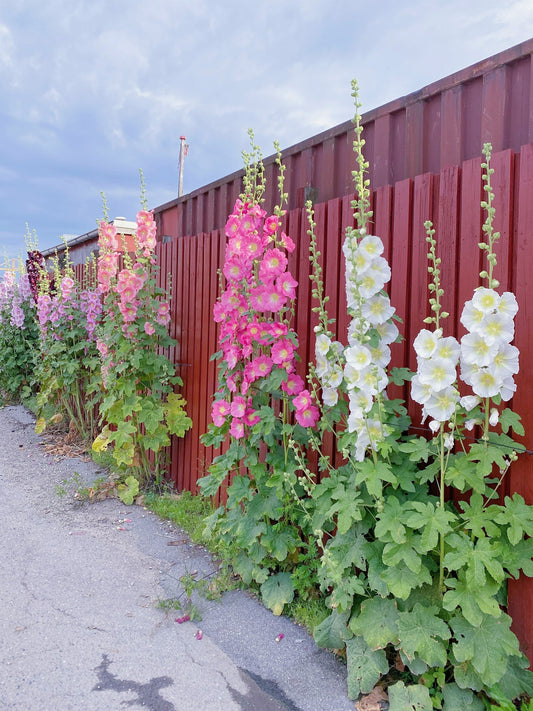 Hollyhock Light Pink