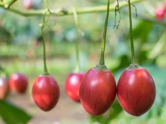 Tamarillo (Tree Tomato) Seeds
