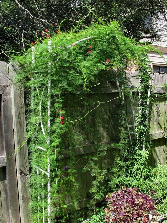 Cypress Vine (White) Seeds