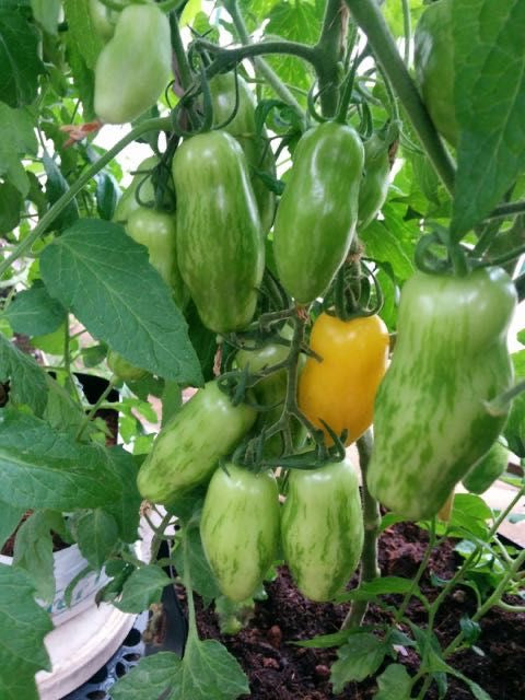 Tomato Heritage Banana Seeds