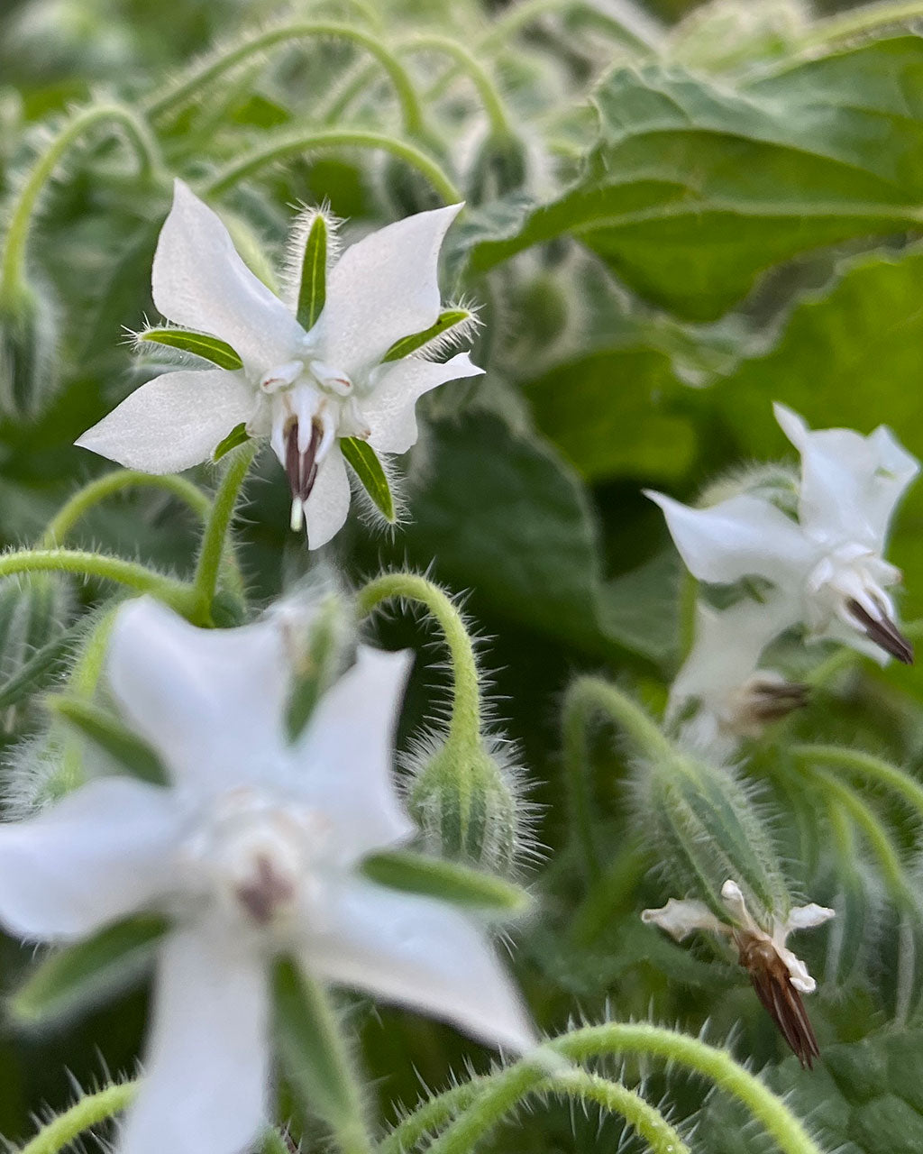 Borage (White) Seeds