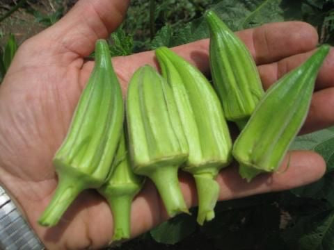 Okra Podshine Seeds
