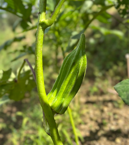 Okra Podshine Seeds