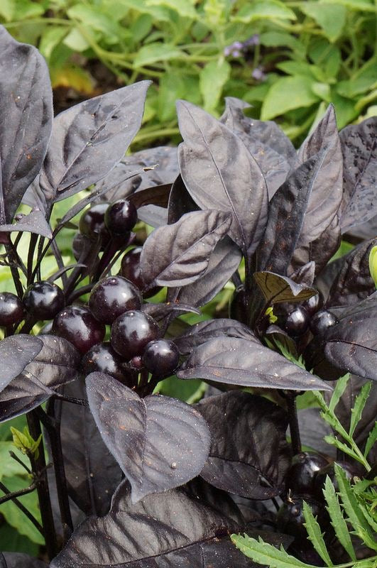 Chilli Midnight Crown Seeds