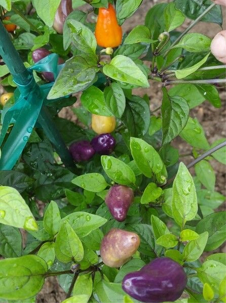 Chilli Purple Lantern Seeds