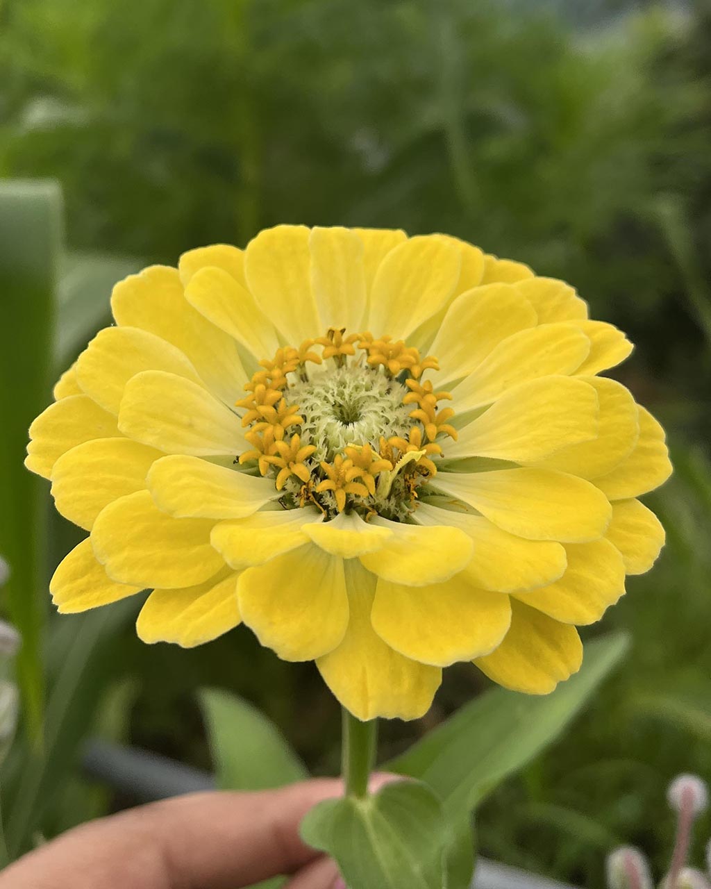 Zinnia (Mix) Seeds