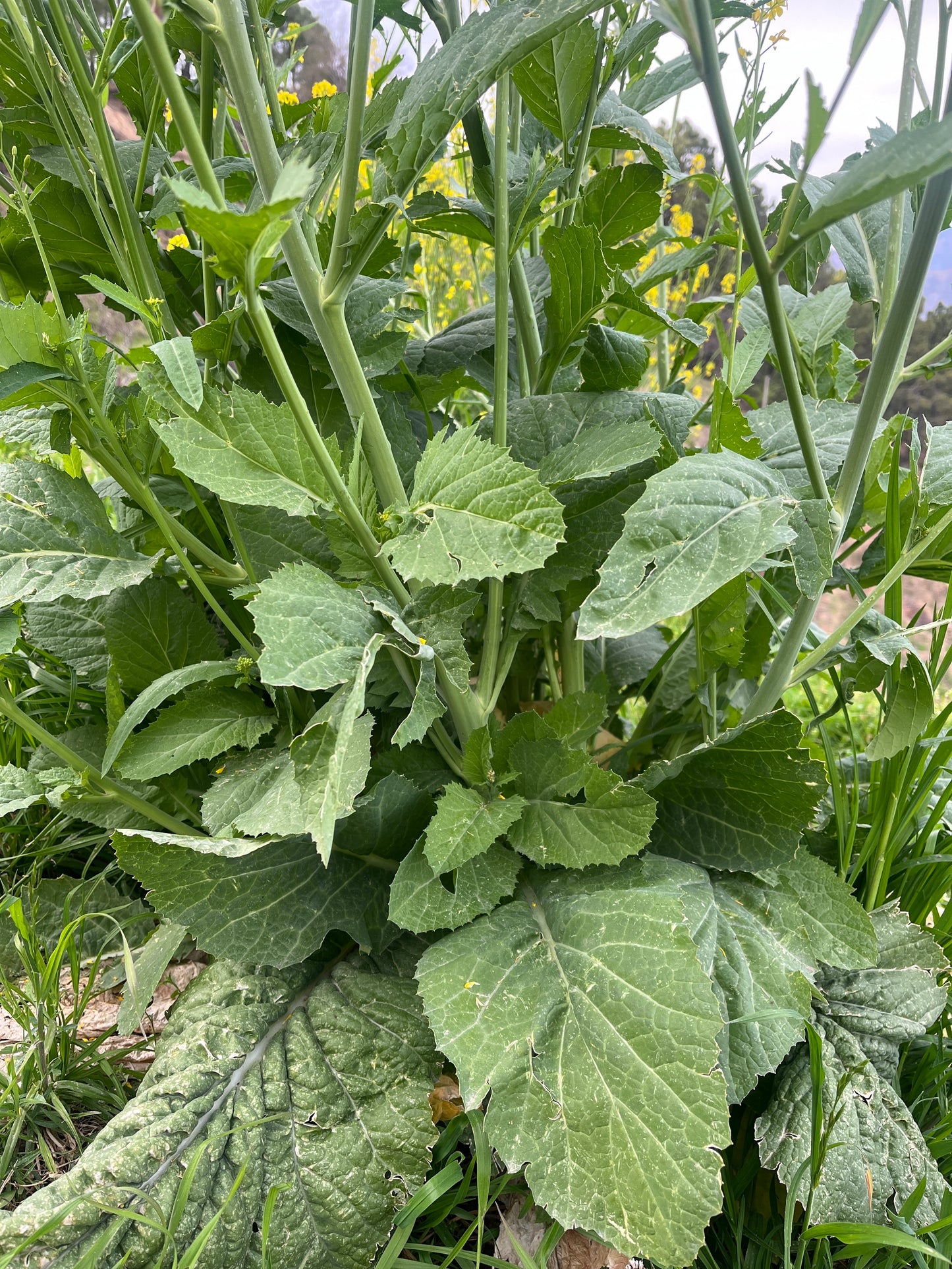 Giant Leaf Mustard (Nepal) Seeds