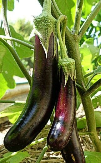 Brinjal Black Long Seeds