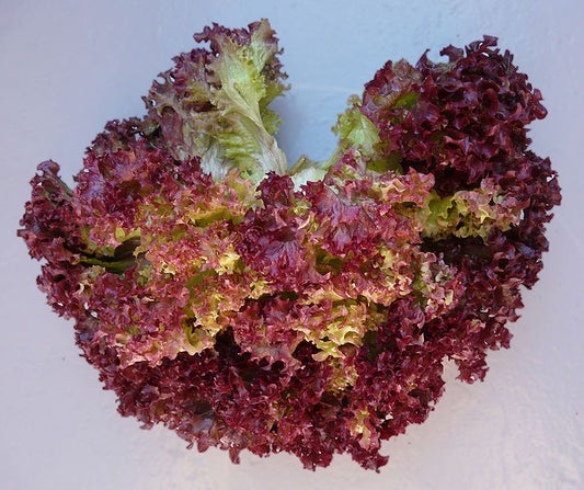 Lettuce Red Rapid Seeds