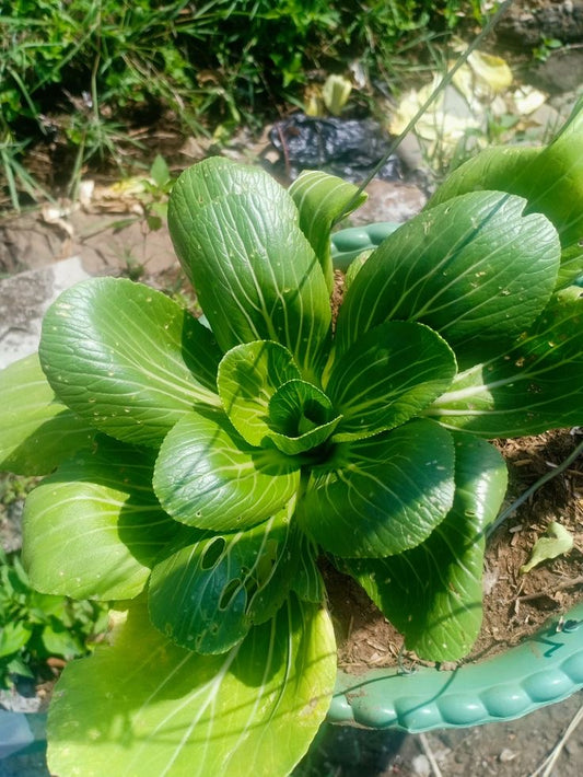 Bokchoy Seeds