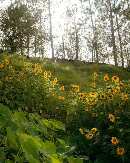 Sunflower Multi-head (Yellow Center) Seeds