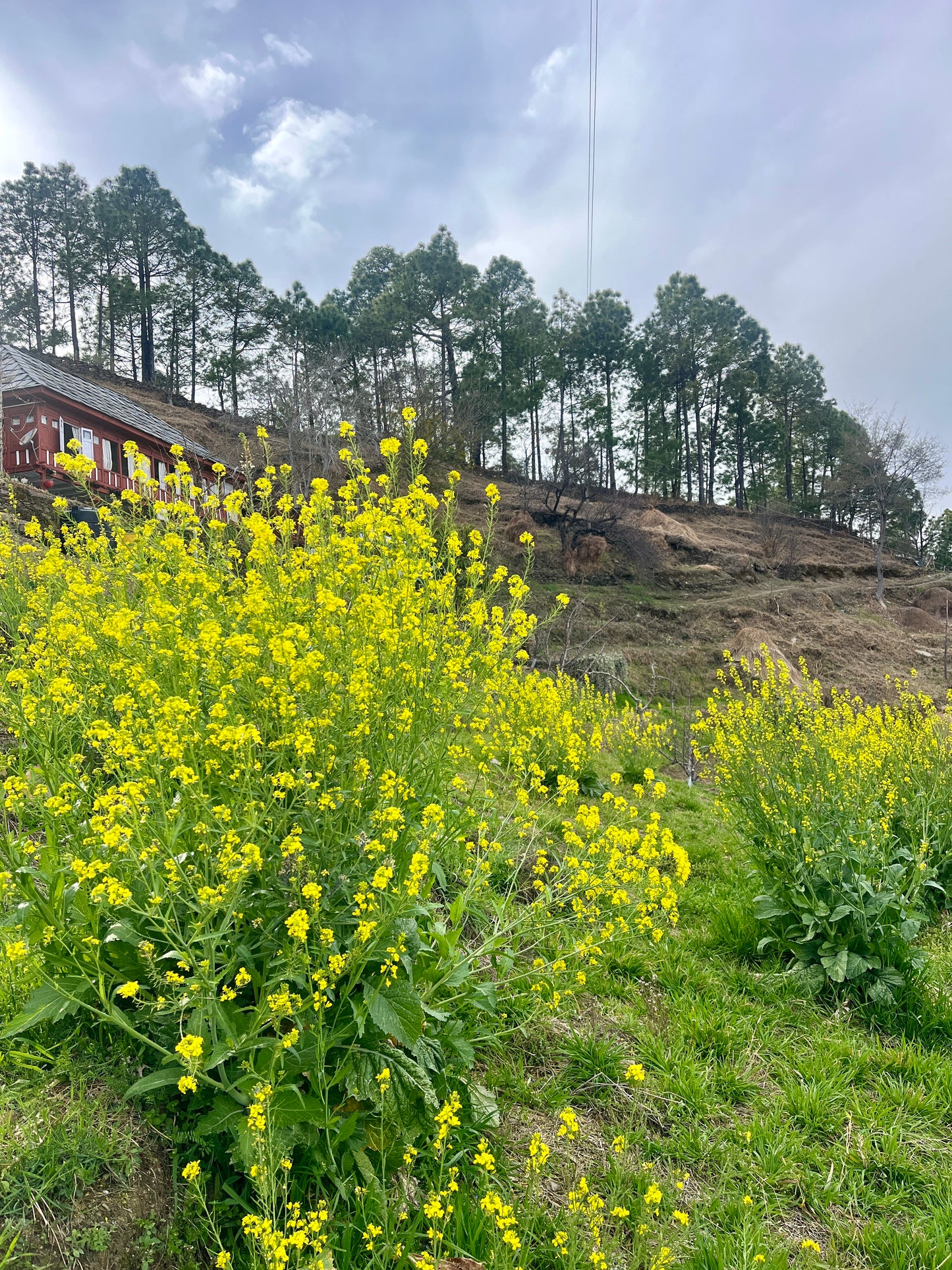 Giant Leaf Mustard (Nepal) Seeds