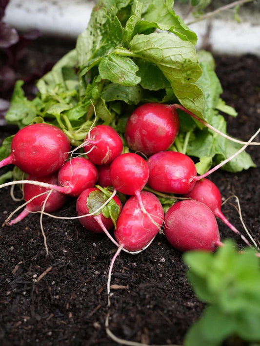 Radish Scarlet Globe- Red Round Seeds