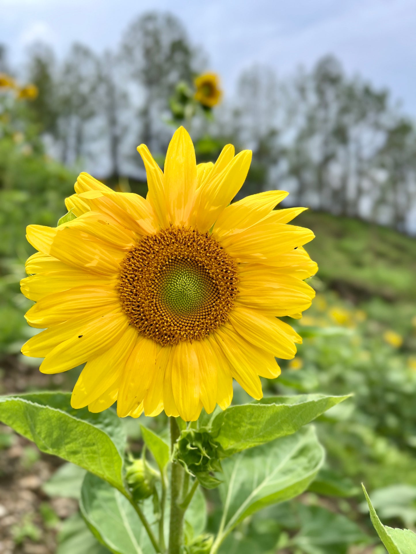 Sunflower Multi-head (Yellow Center) Seeds