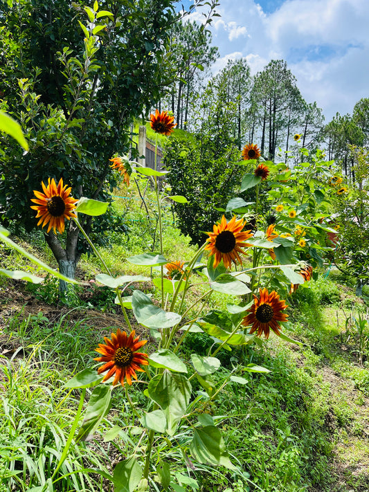 Sunflower Fiery Bloom Seeds