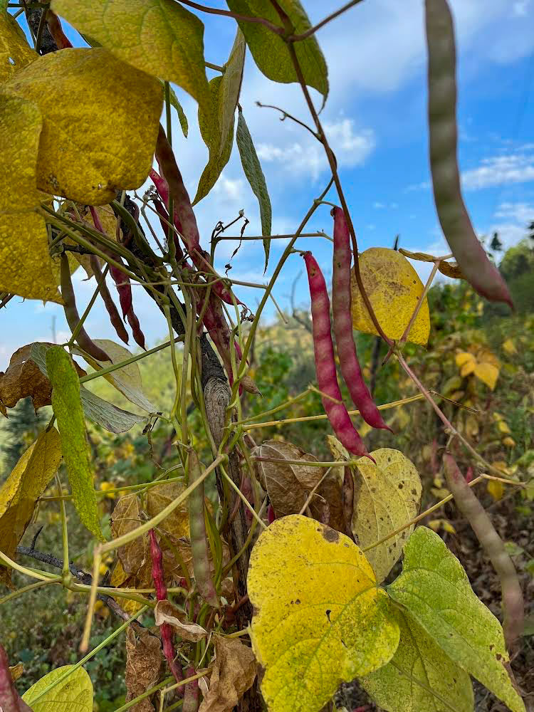 Pahadi Red Rajma Seeds