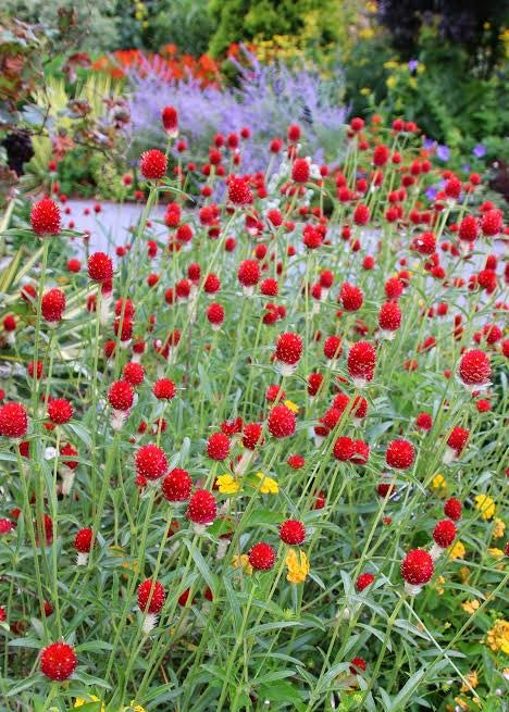 Gomphrena (Red) Seeds- Limited Quantity