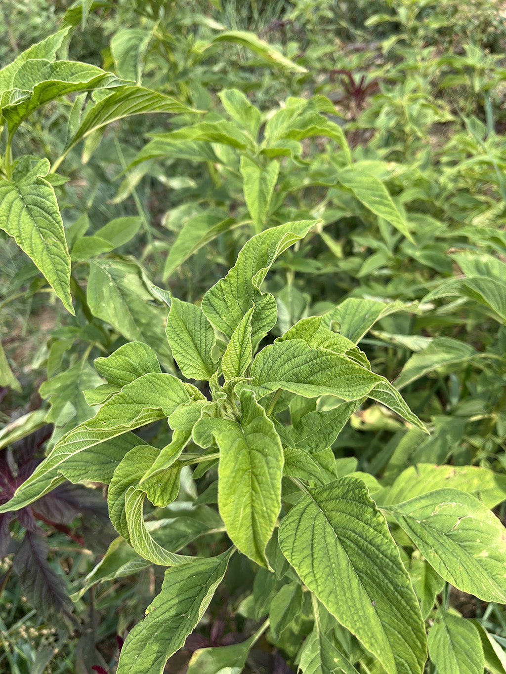 Amaranthus Green Seeds