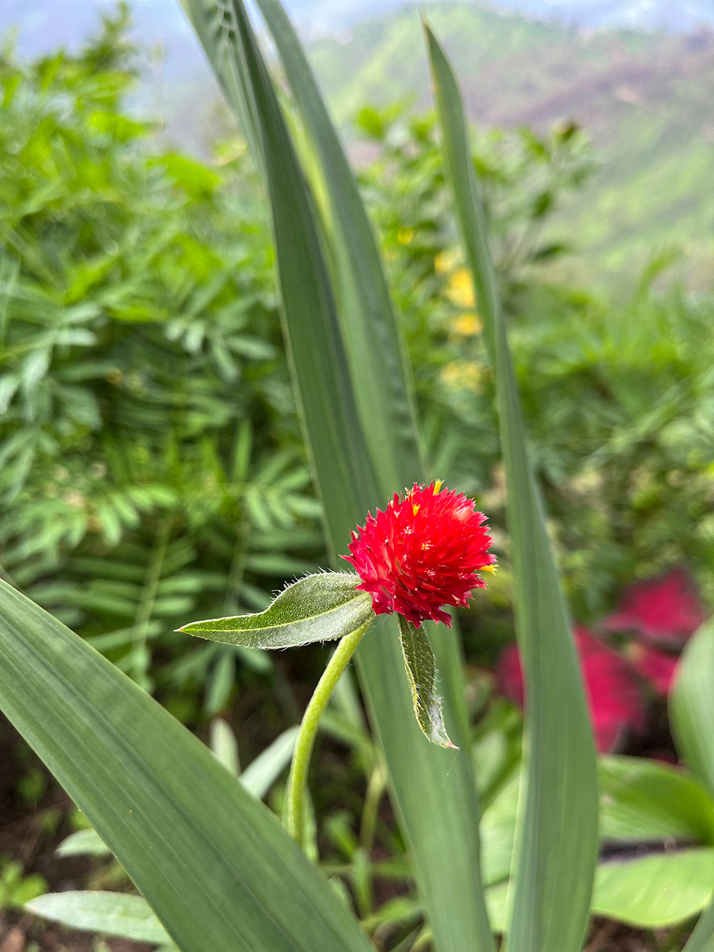 Gomphrena (Red) Seeds- Limited Quantity